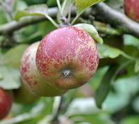 Dronning Louise æbler 